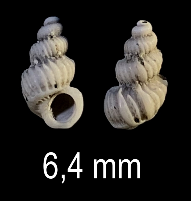 Cirsotrema pumiceum (Brocchi, 1814) Cirsotrema pumiceum (Brocchi, 1814)