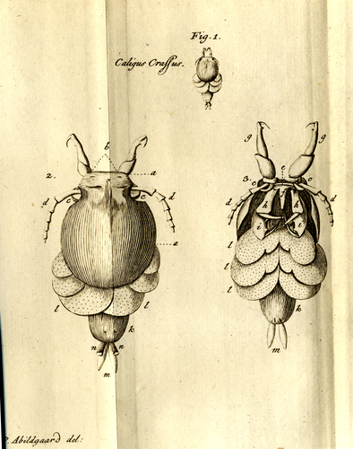 Original Figs from Abildgaard, 1794