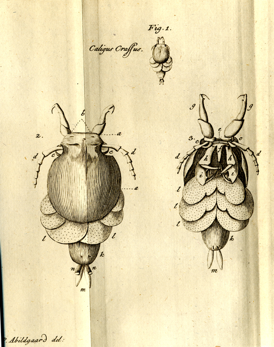 Original Figs from Abildgaard, 1794