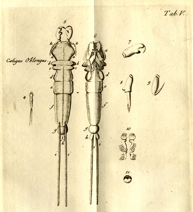 Original Figs from Ablidgaard, 1794