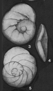 Discorbis (Topalodiscorbis) danubiensis Neagu, 1970