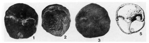 Notoconorbina leanzai Malumián & Masiuk, 1976