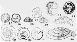 Paalzowella turbinella (Gümbel, 1862)