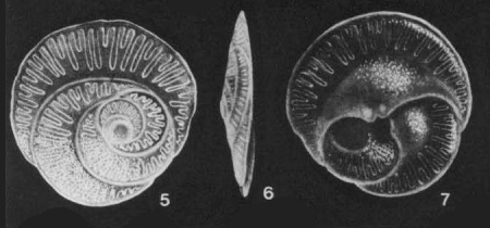 Ashbrookia ornata McCulloch, 1977