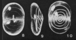 Subpatellinella symmetrica McCulloch, 1977