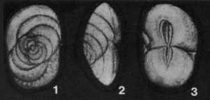 Pseudopatellinella cretacea Takayanagi, 1960