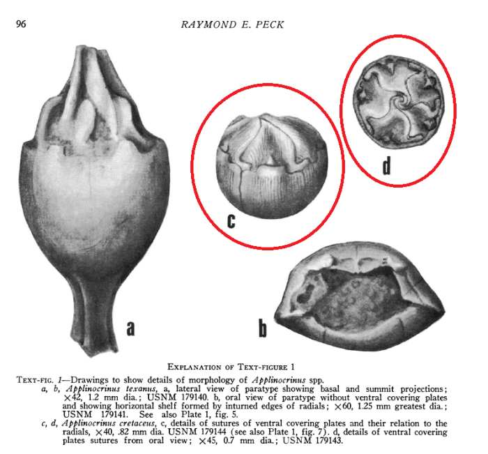 Applinocrinus cretaceus Applinocrinus cretaceus