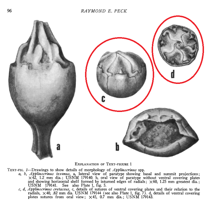 Applinocrinus cretaceus