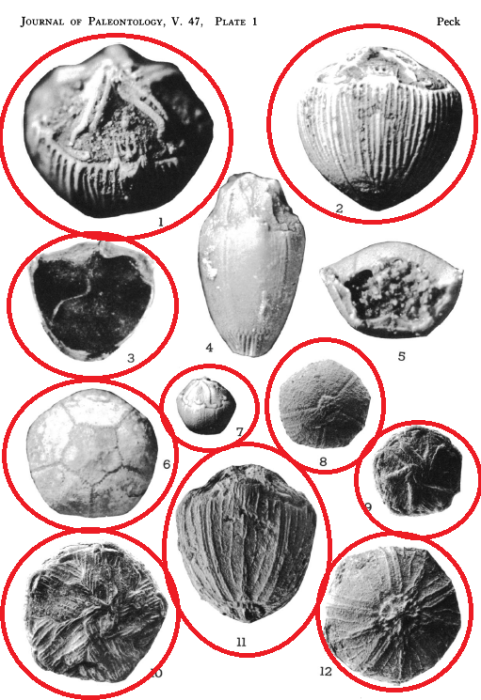 Applinocrinus cretaceus Applinocrinus cretaceus