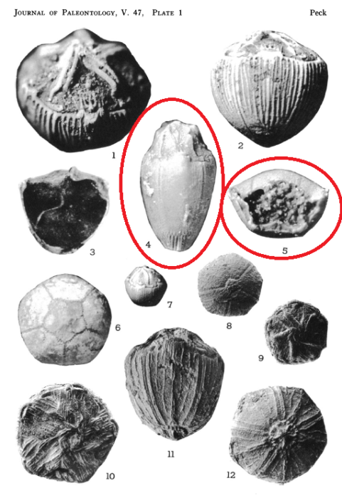 Applinocrinus texanus Applinocrinus texanus