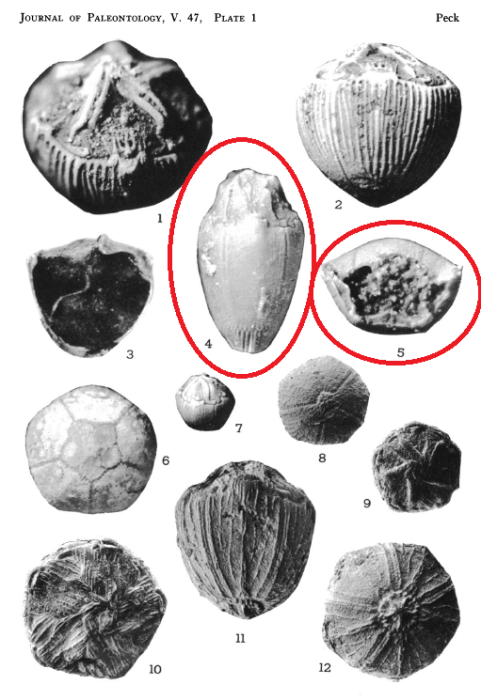 Applinocrinus texanus