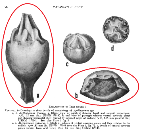 Applinocrinus texanus