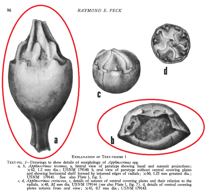 Applinocrinus texanus Applinocrinus texanus