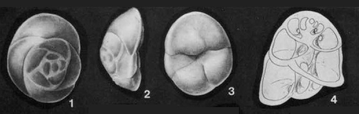 Conorboides mitra (Hofker, 1951) Conorboides mitra (Hofker, 1951)