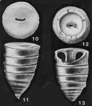 Colomia cretacea Cushman & Bermúdez, 1948