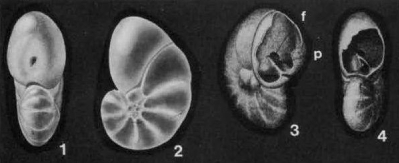 Alliatina excentrica (di Napoli Alliata, 1952)