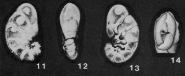 Alliatinella gedgravensis D.J. Carter, 1957 Alliatinella gedgravensis D.J. Carter, 1957