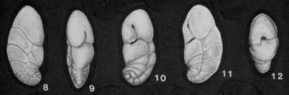 Geminospira simaensis Makiyama & Nakagawa, 1941