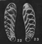 Sidebottomina elongata (Sidebottom, 1905)