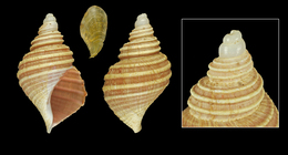Beringius bogasoni Warén & S.M. Smith, 2006; Iceland W, 40.4 mm