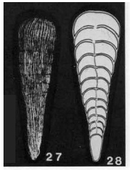 Clavelloides tenuistriata de Klasz & Rérat, 1962