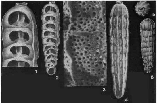 Siphogenerinoides plummerae (Cushman, 1926) Siphogenerinoides plummerae (Cushman, 1926)