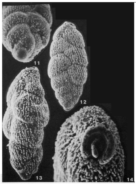 Spiroloxostoma croarae Conato, 1964 Spiroloxostoma croarae Conato, 1964