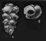 Bitubulogenerina vicksburgensis Howe, 1934