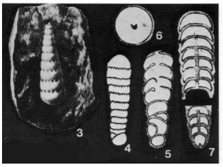 Orthokarstenia ewaldi (Karsten, 1858)