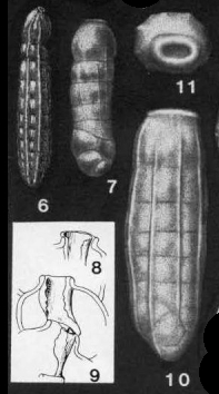 Siphogenerina costata Schlumberger, 1883 Siphogenerina costata Schlumberger, 1883