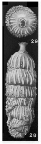 Rectuvigerina multicostata (Cushman & Jarvis, 1929) Rectuvigerina multicostata (Cushman & Jarvis, 1929)