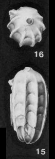 Transversigerina transversa (Cushman, 1918) Transversigerina transversa (Cushman, 1918)
