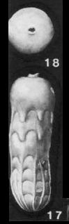 Unicosiphonia crenulata Cushman, 1935 Unicosiphonia crenulata Cushman, 1935