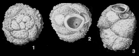 Tritubulogenerina mauricensis Howe, 1939 Tritubulogenerina mauricensis Howe, 1939