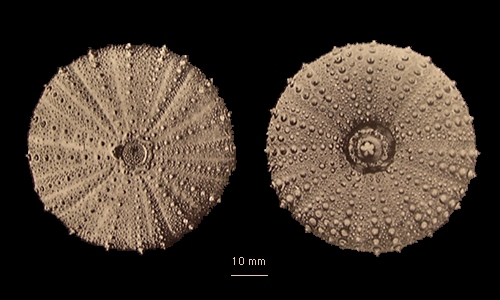 Sterechinus agassizi Sterechinus agassizi