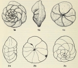Ammoanita rosea Seiglie & Baker, 1987