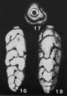 Tritaxia elongata Halkyard, 1918