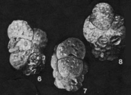 Plectotrochammina subglobosa Parr, 1950