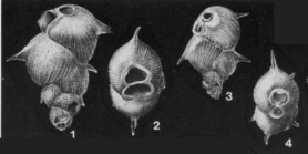 Mimosina hystrix Millett, 1900