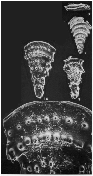 Bifarinella ryukyuensis Cushman & Hanzawa, 1936 Bifarinella ryukyuensis Cushman & Hanzawa, 1936