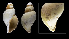 Volutopsius scotiae Fraussen, McKay & Drewery, 2013 - Iceland W, 29.8 mm