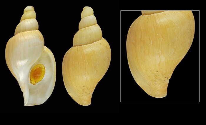 Volutopsius norwegicus (Gmelin, 1791) - Greenland E, 65.0 mm