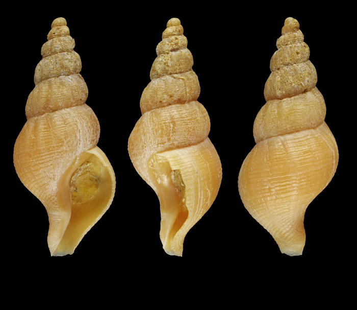 Retifusus latericeus (M�ller, 1842) - Iceland W, 17.3 mm