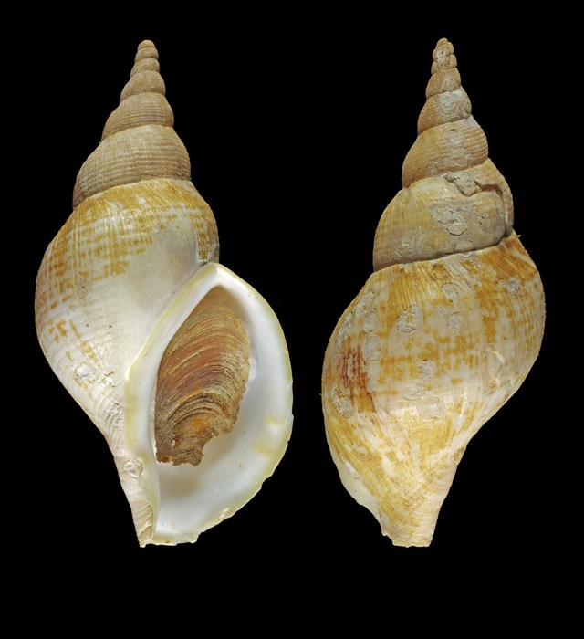 Beringius turtoni (W. Bean, 1834) - Iceland NW, 108.4 mm Beringius turtoni (W. Bean, 1834) - Iceland NW, 108.4 mm