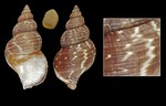 Buccinum fragile Verkrüzen, 1878 - Iceland SW, 53.9 mm