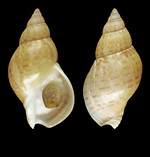 Buccinum finmarkianum Verkrüzen, 1875 - Iceland E, 37.9 mm