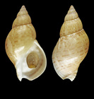 Buccinum finmarkianum Verkren, 1875 - Iceland E, 37.9 mm