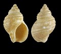 Mollusca (molluscs)