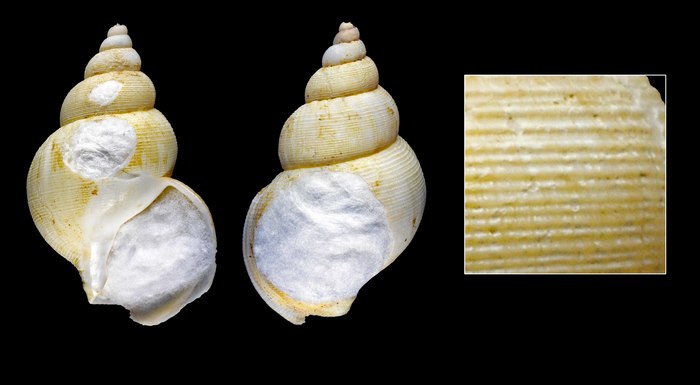 Buccinum tumidulum G. O. Sars, 1878 - Iceland NE, 42.7mm