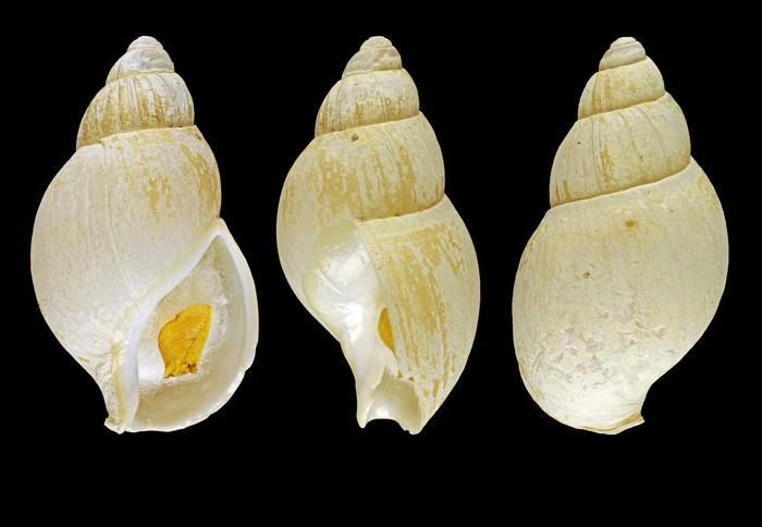 Liomesus ovum (W. Turton, 1825) - Iceland SW, 35.2 mm